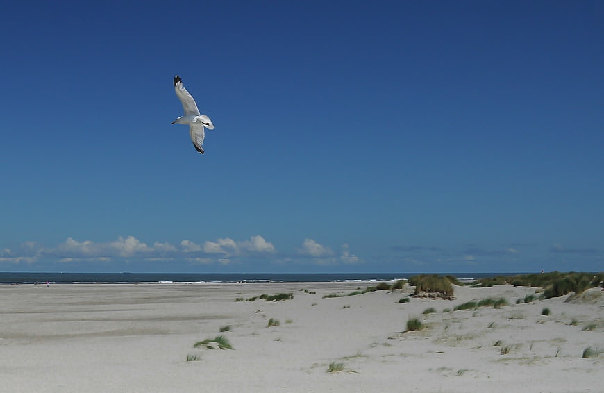 Seagull Flying Over Sandy Beach Dunes Blue Sky