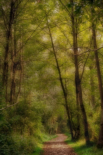 Sunlit forest path winding through green trees