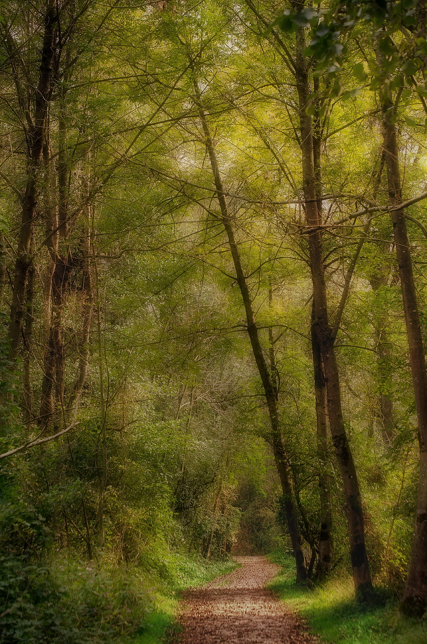 Sunlit forest path winding through green trees