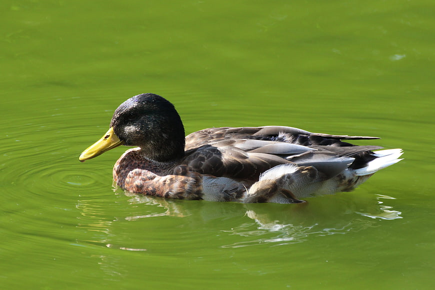 Male Mallard Duck Swimming in Green Pond Water