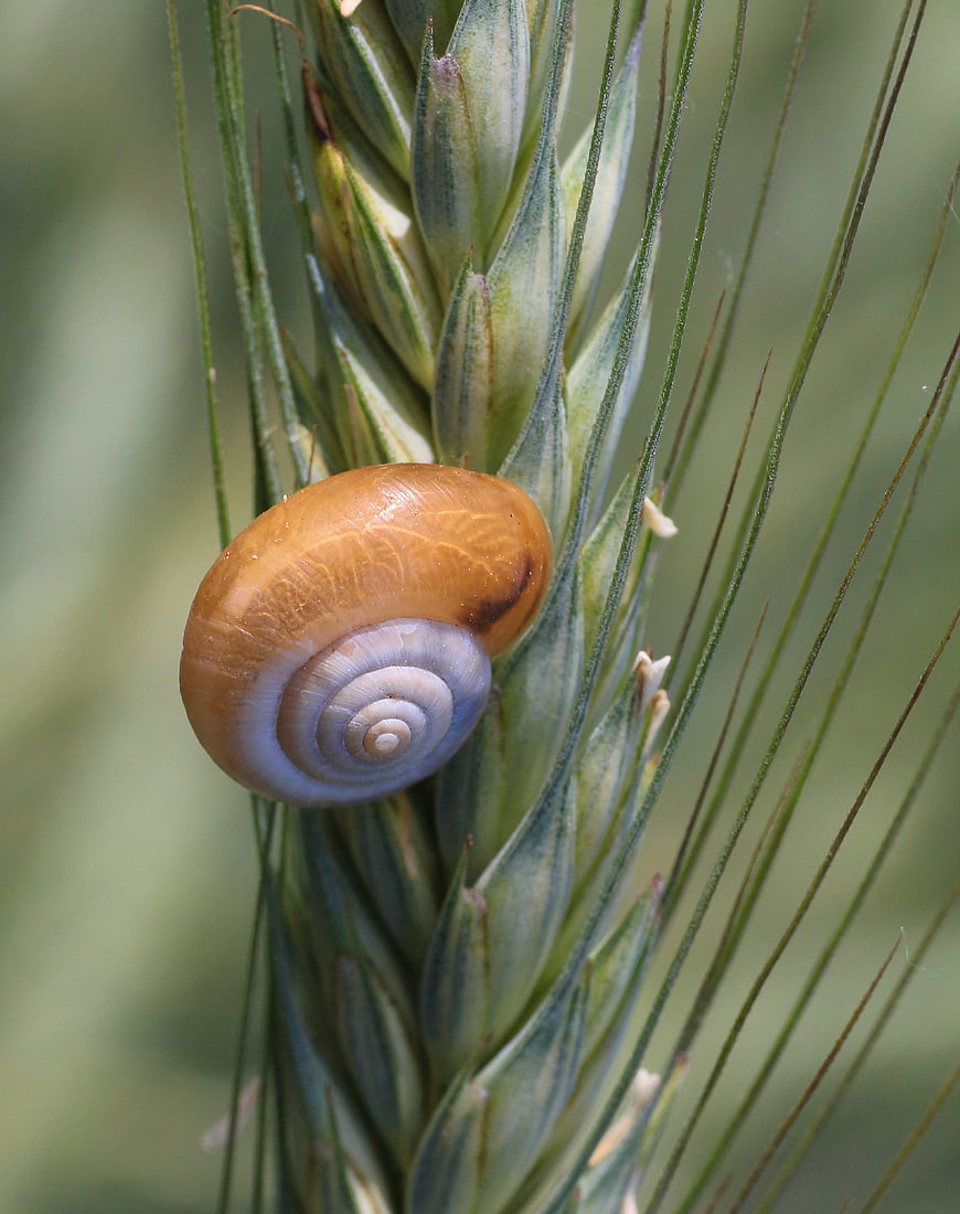 Close-up of a snail shell on a green wheat stalk