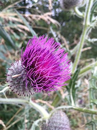 Close-up of vibrant purple thistle flower in nature
