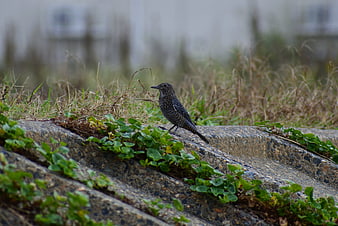 Spotted Dove perched on concrete ledge with green plants