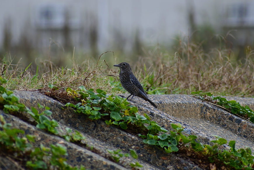 Spotted Dove perched on concrete ledge with green plants