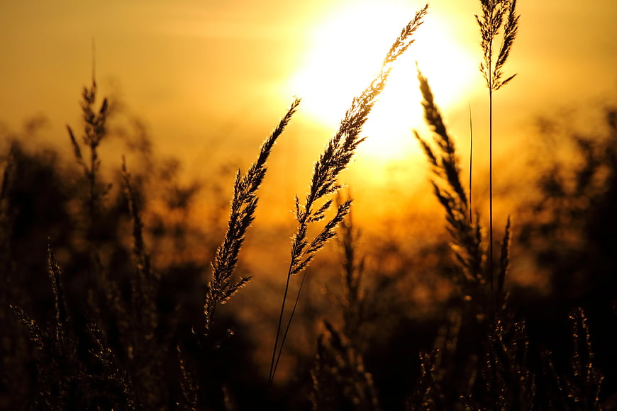 Silhouette of tall grass against golden sunset sky