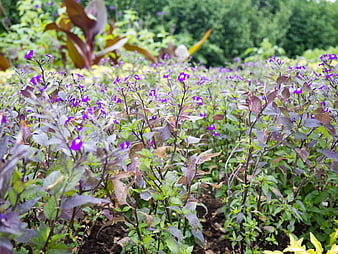 Purple Bush Violets Blooming in Garden Bed