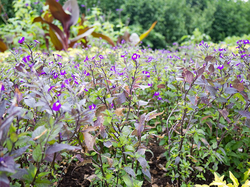 Purple Bush Violets Blooming in Garden Bed