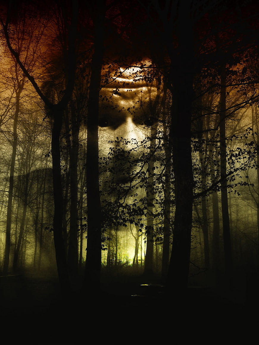 Eerie forest with ghostly face in foggy trees