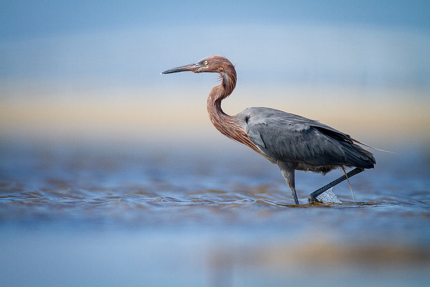 Reddish Egret Wading in Shallow Water