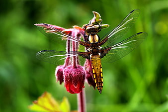 Close-up of a dragonfly perched on a red flower bud