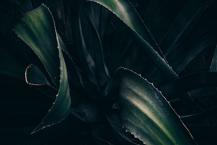 Dark moody close-up of agave plant leaves