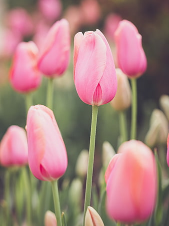 Pink Tulips in Bloom with Soft Focus Background