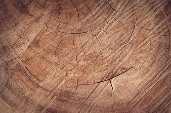Close-up of cracked wooden tree stump texture background