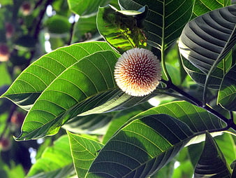 Close-up of unique spherical flower bud on green leafy branch