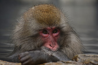 Close-up portrait of a Japanese macaque bathing in a hot spring