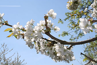 White cherry blossoms on a branch against a blue sky