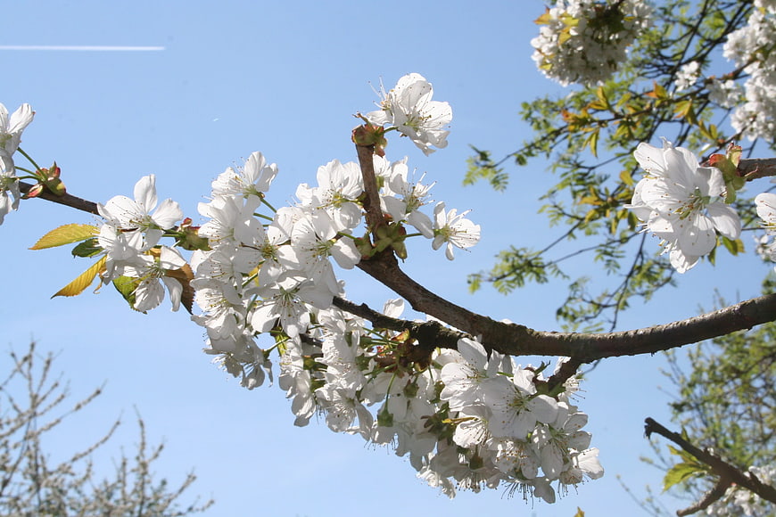 White cherry blossoms on a branch against a blue sky