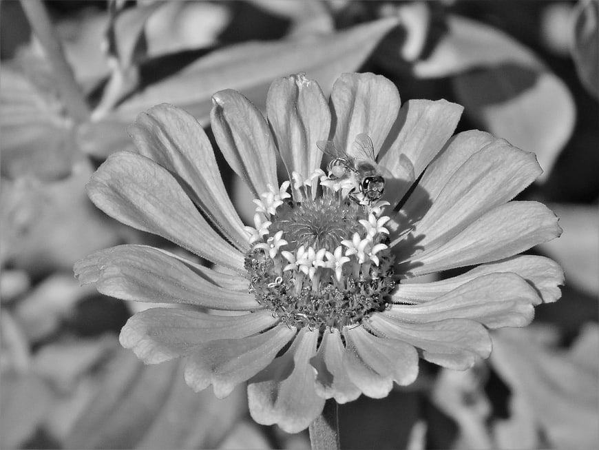 Black and white macro of a bee on a zinnia flower