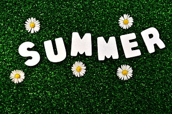 Summer Text With White Daisy Flowers On Green Grass Background