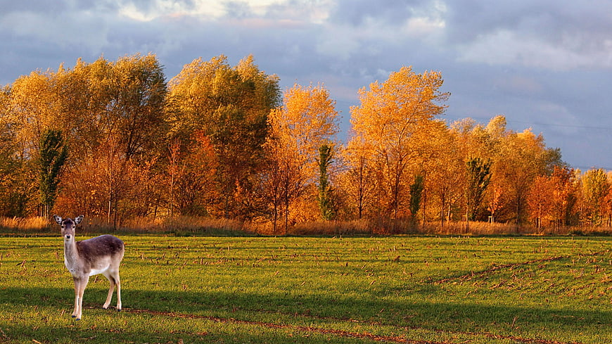 Deer in Green Field with Golden Autumn Trees