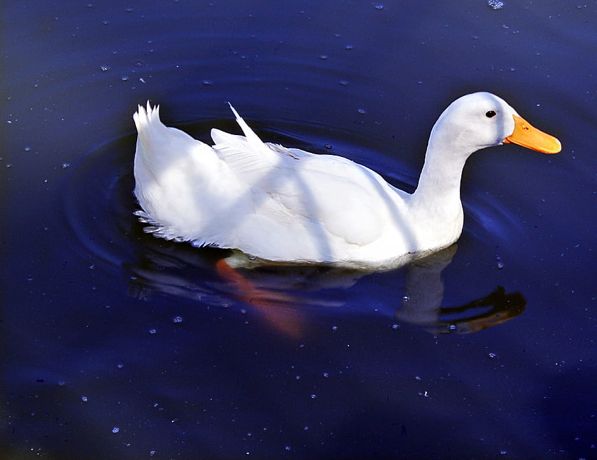 White duck swimming in dark blue water
