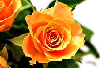 Close-up of vibrant orange rose with green leaves