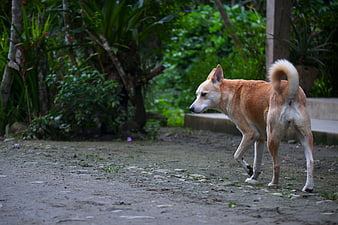 Stray Dog Walking on Dirt Path in Garden
