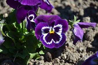 Close-up of vibrant purple pansy flower in garden soil