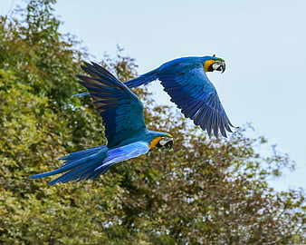 Two Blue Macaws Flying In Front Of Green Trees