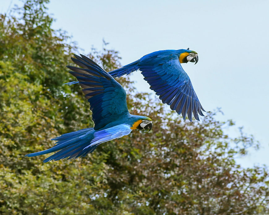 Two Blue Macaws Flying In Front Of Green Trees