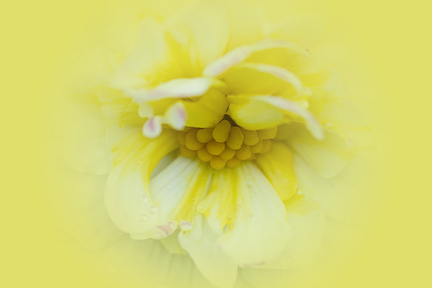 Abstract Macro Yellow Flower Close Up