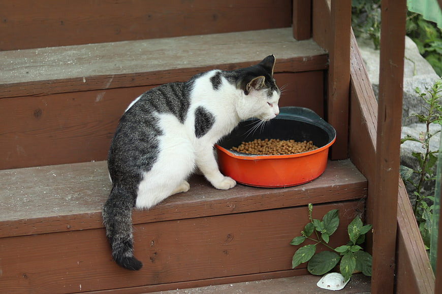 Gray and white cat eating dry food on wooden stairs