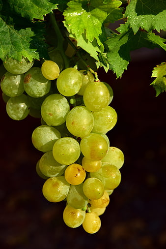 Fresh Green Grapes Hanging on Vine with Water Droplets