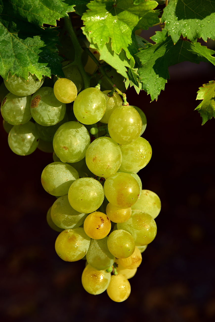 Fresh Green Grapes Hanging on Vine with Water Droplets