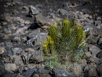 Young pine sapling growing in volcanic lava rock field