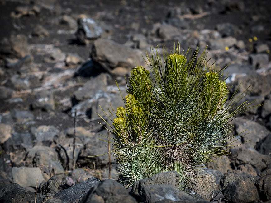 Young pine sapling growing in volcanic lava rock field