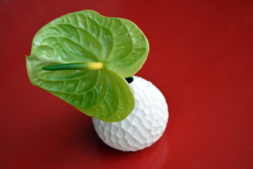 Green Anthurium Flower in White Geometric Pot on Red Background