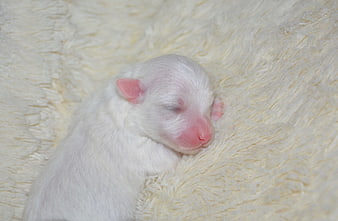 Newborn white puppy sleeping on fluffy cream blanket