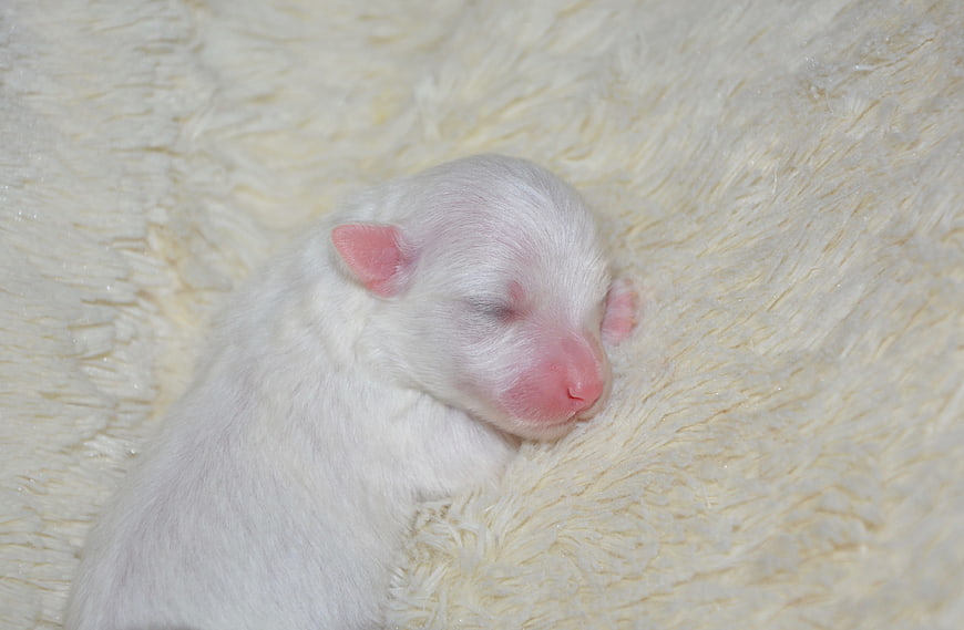 Newborn white puppy sleeping on fluffy cream blanket