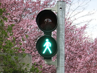 Green pedestrian walk signal against pink cherry blossoms