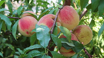 Ripe Peaches Hanging on a Tree Branch in Summer