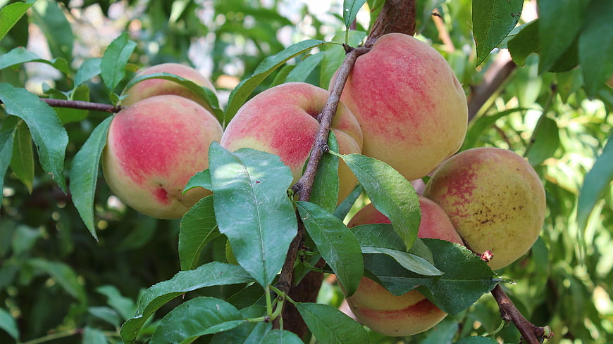 Ripe Peaches Hanging on a Tree Branch in Summer