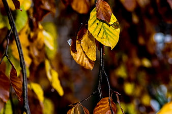 Close-up of yellow and brown autumn leaves on a branch