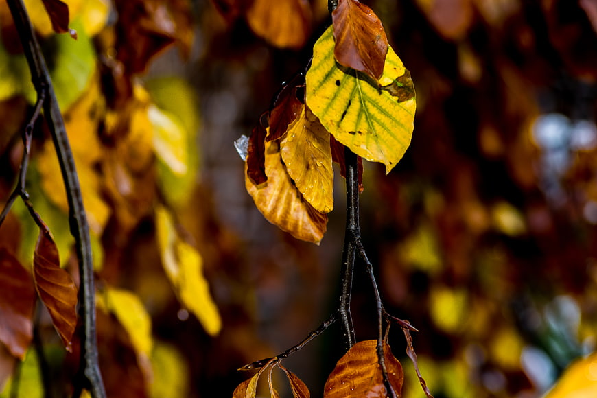 Close-up of yellow and brown autumn leaves on a branch