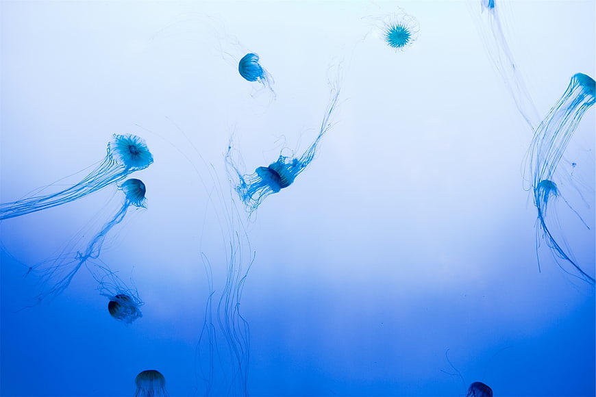 Blue jellyfish swimming in deep ocean water
