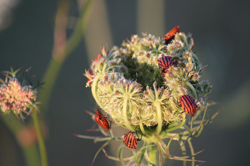 Red and black striped bugs on a wild flower head