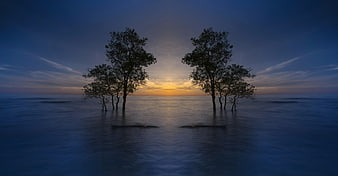 Silhouetted Trees in Calm Ocean at Blue Hour Sunset