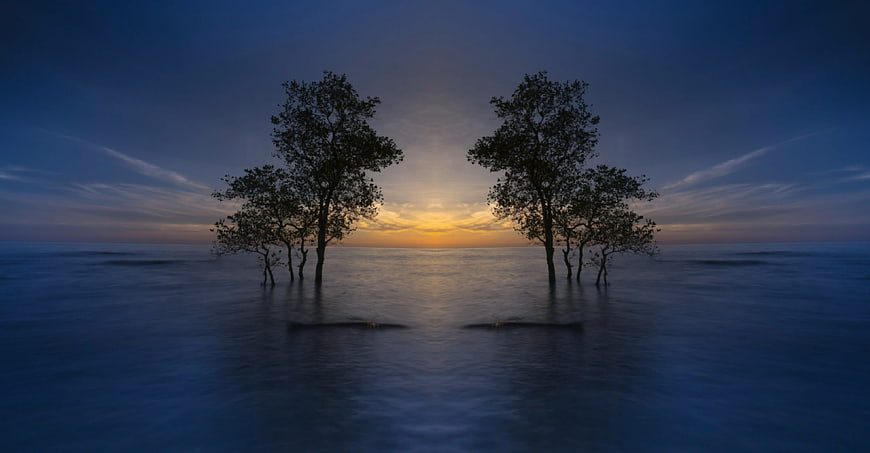 Silhouetted Trees in Calm Ocean at Blue Hour Sunset