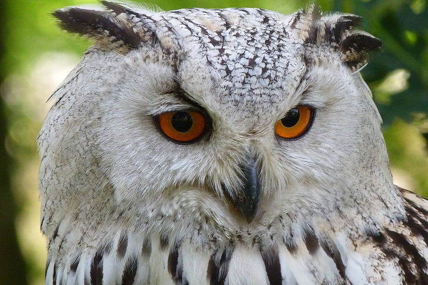 Close-up portrait of a majestic European Eagle Owl