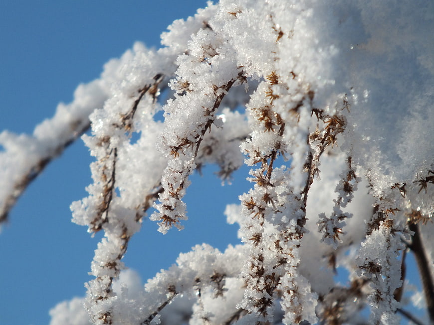 Close-up of frost-covered branches against a blue winter sky